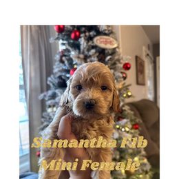 Samantha - Goldendoodle puppy in Missouri from B&C Goldendoodles