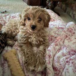 Cavapoo, Cockapoo, Goldendoodle, and Maltipoo Puppies from Perdue Puppies