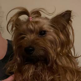Ziggy - Morkie