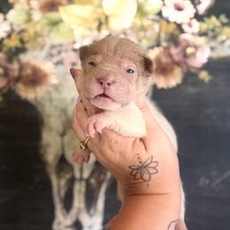 Brandy - Lilac dilute female Chinese Shar-Pei puppy in Lehigh Acres, Florida from Florida Wrinkles