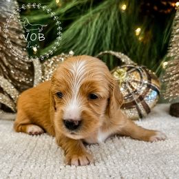 Sugar Plum - Red female Dachshund puppy in Sioux Rapids, Iowa from VOB Doxie