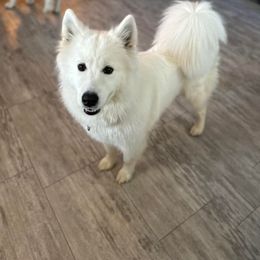 Samoyed All Grown Up from Stirling Silver Samoyeds