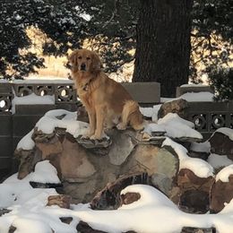 Moose - Golden Retriever
