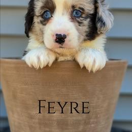 Savage Feyre of Eire - Blue merle and white female Cardigan Welsh Corgi puppy in Plymouth, Iowa from Savages Low riders