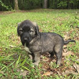 Girl 5- Lavender - Fawn female Anatolian Shepherd Dog puppy in La Grange, Georgia from Florida Anatolian Shepherds