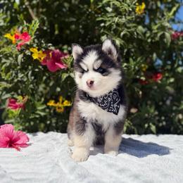 Mercury - Black and white male Pomsky puppy in Homeland, California from Lara's Ranch Pomskies