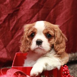 Cavalier King Charles Spaniel Puppies from Whisper Wood Acres