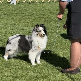 Skyline - Shetland Sheepdog