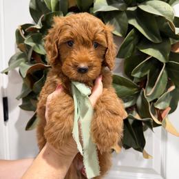 Monty - Red  male Goldendoodle puppy in Mesa, Arizona from Twinkle MiniDoodles