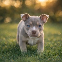 Zelda - Lilac tri-color female American Bully puppy in Puyallup, Washington from Gamer Bullyz