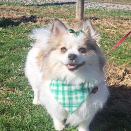 SASSY - Pomeranian