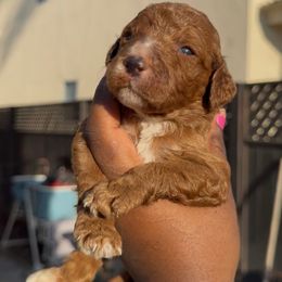 Pepper - Parti female Poodle puppy in Corona, California from Garden Of Poodles