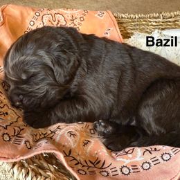 Bazil - Brown female Newfoundland puppy in Goodhue, Minnesota from Claypits Newfoundlands