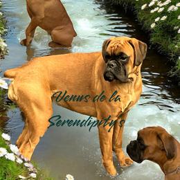 Venus - Boxer