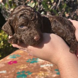 Clove Garland - Brown female Poodle puppy in Corona, California from Garden Of Poodles