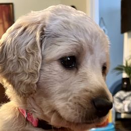 Girl 2 - Goldendoodle puppy in Reno, Nevada from B Doodles