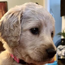 Girl 2 - Goldendoodle puppy in Reno, Nevada from B Doodles