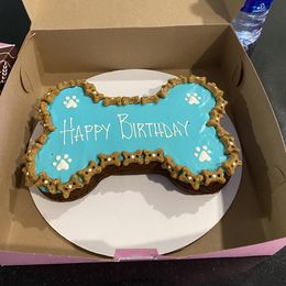 Cavalier King Charles Spaniel Puppies from Austin Cavaliers