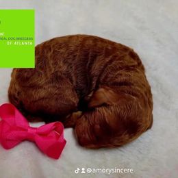Mahogany girl - Red  female Poodle puppy in Fairburn, Georgia from The Real Dog Breeders of Atlanta (peachy poodles)