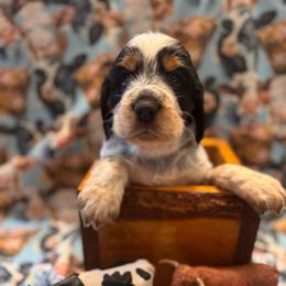 Cody - Black white and tan male English Springer Spaniel puppy in Braidwood, Illinois from A & R Springers