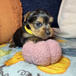 Girl 1 (yellow) - Black and gold female Yorkshire Terrier puppy in New Albany, Mississippi from Hardy Kennel