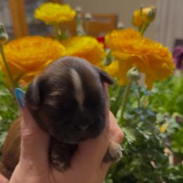 Barney - Brindle and white male Cavatzu puppy in Saint Paul, Minnesota from Amy’s Puppy Tzu