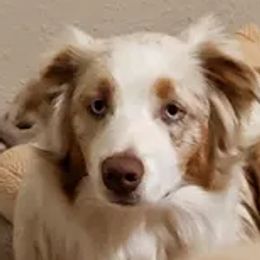 FOXY - Australian Shepherd