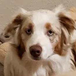 FOXY - Australian Shepherd