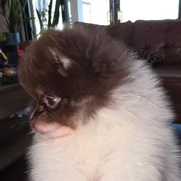 Paco - Chocolate parti male Pomeranian puppy in Jacksonville, Florida from L'Orlean Kennels