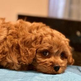 Cavapoo, Cockapoo, and Poodle Puppies from Benji’s Cockapoos