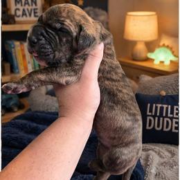 Boomer - Brindle male Great Dane puppy in Port Clinton, Ohio from LakeSide Danes