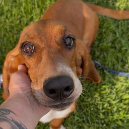 Autumn - Basset Hound