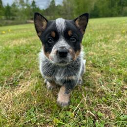 Pistachio - Blue male Australian Cattle Dog puppy in Olive Hill, Kentucky from Tompkins Farm