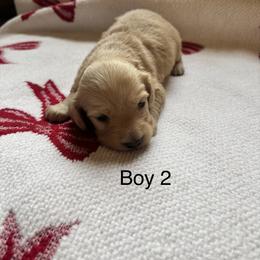 Boy 2 - Red male Dachshund puppy in Randolph, Mississippi from Barnes Family Kennel