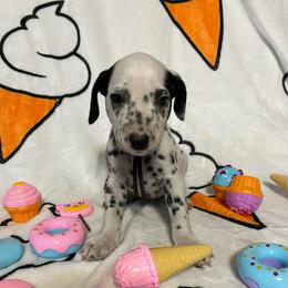 Chocolate Chip- Black- HUA - White and black male Dalmatian puppy in Claremore, Oklahoma from Lotsofdots Dalmatians