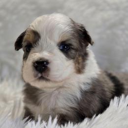 PS.BMM - Blue merle male Miniature Australian Shepherd puppy in Deer Lodge, Tennessee from KSH Aussie Haven