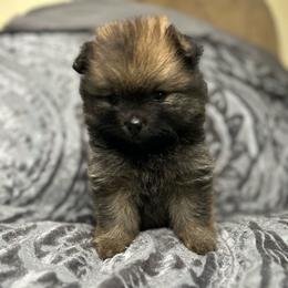 Selene - Orange sable female Pomeranian puppy in Silver Springs, Florida from Gigi’s Pocket Poms