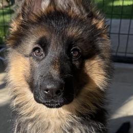 German Shepherds from Rhondah