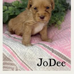 JoDee - Caramel female Australian Labradoodle puppy in Gladstone, Oregon from Beaver State Labradoodles