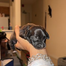 Valentina - Black Dachshund puppy in Watertown, Massachusetts from Jae’s Puppy House
