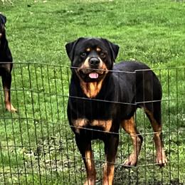 Rottweilers from BelovedK9 Rottweilers