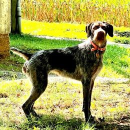 Birdie - German Wirehaired Pointer