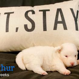 Arthur - Red and white male Pomsky puppy in Winston, Oregon from Arctic Tails Spitz