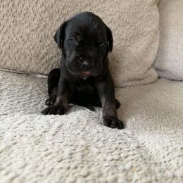 Rocky (brindle point) - Black male Great Dane puppy in Port Clinton, Ohio from LakeSide Danes