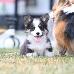 AC DC - Black and tan male Pembroke Welsh Corgi puppy in Mona, Utah from Sorensen Corgis