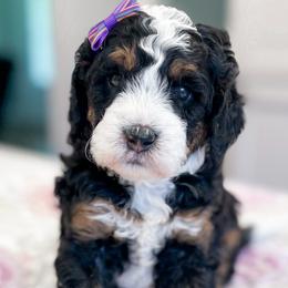 Assorted Doodle Crosses, Bernedoodles, and Goldendoodles from Curly Q’s Of Carlyss