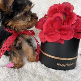 Love - Black and gold female Yorkshire Terrier puppy in Riverside, California from Empire Yorkies