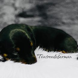 Doberman Pinscher Puppies from TeatreeDoberman