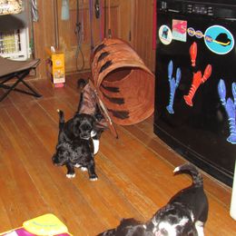 Portuguese Water Dog Puppies from Topsail PWDs