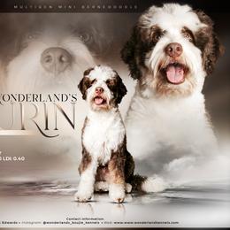 Durin - Bernedoodle